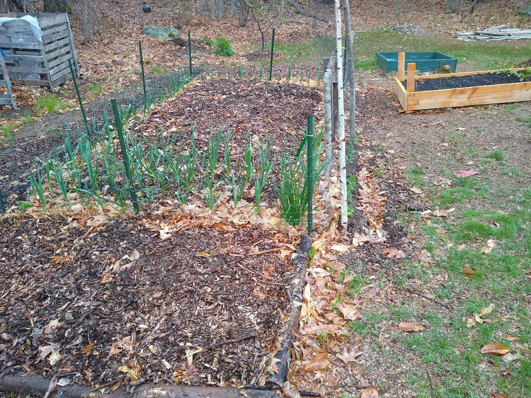 A newly planted garden in spring